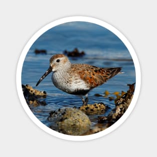 A Solitary Dunlin at the Jetty Magnet